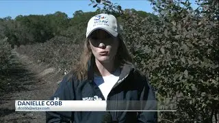 Coosaw Farms looks to freeze blueberry crops ahead of potential icy weather