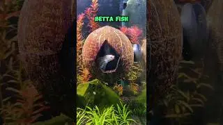 DIY Floating Hiding Place for Betta Fish | Easy Aquarium Project
