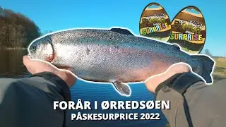 Actionfyldt Dag I Ørredsøen! Fanger Mit Livs Smukkeste Regnbueørred