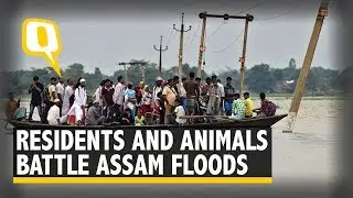 Residents and Animals Reel Under the Impact of Assam Floods | The Quint