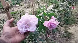 Why are macro & micronutrients important for rose plants? 🌹क्यों जरुरी है माइक्रो नुट्रियंट? देखे 