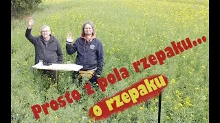 Pszczele wieści prosto z pola rzepaku o rzepaku