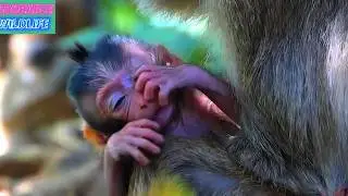 Adorable Wildlife Mommy Monkey Looks The Best Care