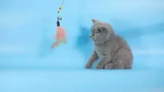 ดช Pepsi British Shorthair a blue 1.5 months