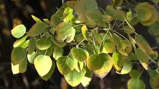 Shimmering Leaves