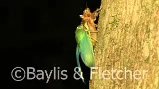 Jade-green cicada, Malaysia. 20120505_213655.mp4