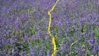 andy goldsworthy