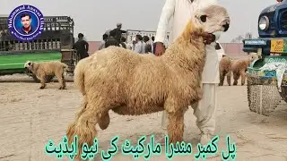 December 24, 2024 | New update of Pull  qambar Mundra Market | bakramandi 2024