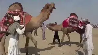 Camels festival in Pakistan 2021 by sajjad mazari part #2 | hum saraiki