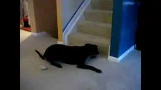 Boxador Getting a Bug