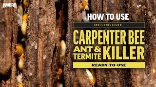 How to Use Amdro Quick Kill Carpenter Bee, Ant, & Termite Killer Ready to Use