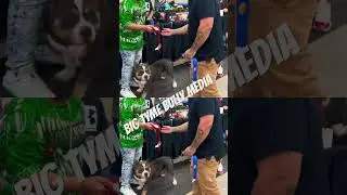 #dog #classicbully #americanbully #bullymagazine #puppy #bullyworldwide #extremeurbanbully #pets