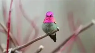 Surakav - Colour changing bird at every second