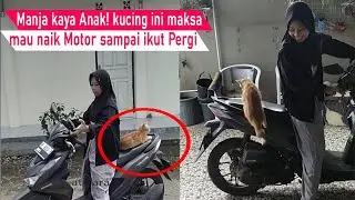 Dasar kucing Manja! Ga mau di tinggal pergi, kucing malah merengek maksa Naik Motor/Video kompilasi