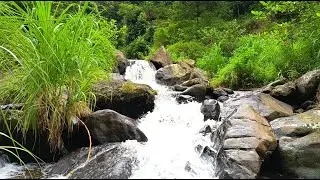 24/7 Live Mountain River | Clean Water Sounds for Focus & Relax