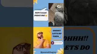 Peanut Wants Trimmed nails #peanut #africangrey #babyshorts #pets #bird #trendingshorts #greyparrot