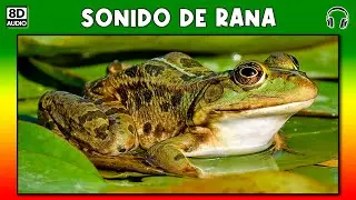 SONIDO DE RANA 🐸