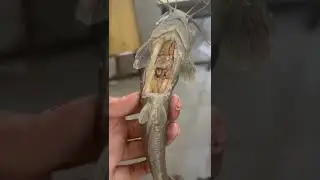 Digestive system of Fish