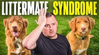 Don't EVER! Buy Two Puppies