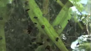 Rana clamitans Eggs (HD)