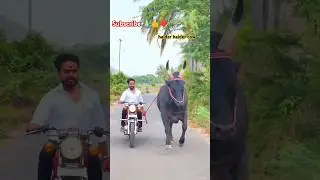 mera mola haider haider cow video 💪#cow #shorts #trending #shortvideo #viral