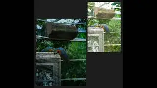 subscribe for more.#birds #lightroomphoto #naturephotography #lightroom #photoediting #colorgrading