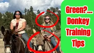 DONKEY SADDLE TRAINING TIPS AND TRICKS! | For Green Donkey and Rider
