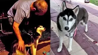 Kira the Husky Freaked Out | Camping With Dogs