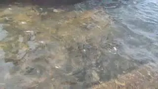 Narmada river / feeding fish / MP tourism / itzmesonal / viral video/ Madhya Pradesh Tourism / viral