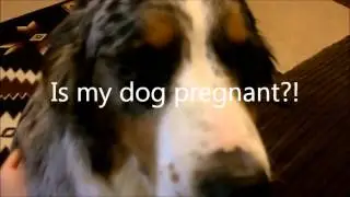 Callie's Pregnancy week 6
