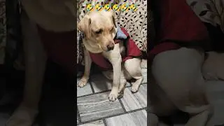 Dog comedy videos🤣🤣#shortsfeed#dogcomedy#comedyforever#dogentertainment#treandingshorts#labrador🤣🤣&hearts;️