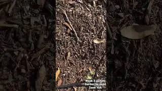 #gardenerscommunity #garden #communitygarden #newgardener #gardenwithjae #gardenwithme  #lifeofjae