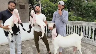 Jafran Line Ke Hyderabadi Bachhe For Sale At Anas Goat Farm Indore Mp 