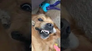 Laughing Retriever #goldenretriever #familyguy #dog #puppy #funnydogs #cutedog