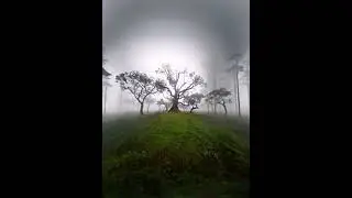 fanal forest madeira #shorts