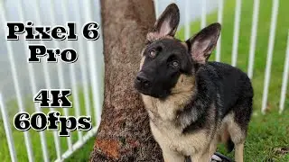 Pixel 6 Pro - 4K 60fps - Video Sample