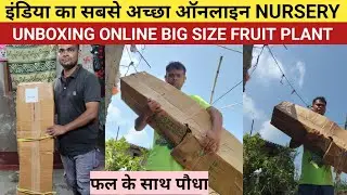 Unboxing Online Big Size Fruit Plant | आज हमने कुछ ऑनलाइन पौधे खरीदा