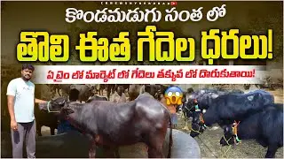 తొలి ఈత గేదెలు అమ్మకానికి కలవు| తగ్గిన ధరలు?Kondamadugu Santha |KondaMadugu Cattle Market |Hyderabad