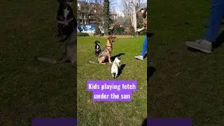 GOOD TIME Max Parker ft Jacob the Pug and friends #maxparker #goodtime #pug #dog #arianagrande #oned