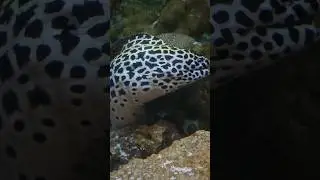 Beautiful Honeycomb Moray Eel! So Cool! #nature