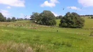 Gigrin Farm - Red Kites.mpg