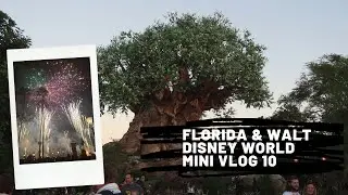 Florida & Walt Disney World - Mini Vlog 10 Reeves Family Adventures