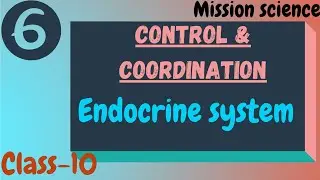 Endocrine system || Control and coordination || Biology || Class-10