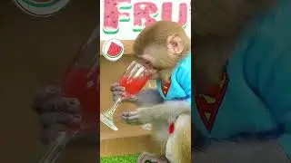 #обезьяна #детёныш обезьяны #животныедома