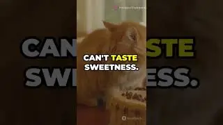 Top.10 Secrets Behavior of Cats #cats #catbehavior #animalshorts #top10 #facts #petlovers #catlovers