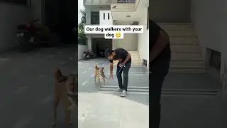 Why sploot Dog Walkers Are the Best Choice for Your Dog