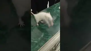 to study and perform animal handling