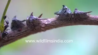 Curious bug: Horned Bug or Horned Treehopper family on tree branch in India, a cicada like insect