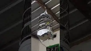 Kicauan malam hari burung kecial lombok cocok untuk masterang #kecialkuninglombok 