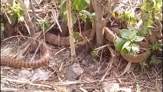 Big snake 🐍 eating frog🐸||Nature Is Beautiful 😍#snake #frog 